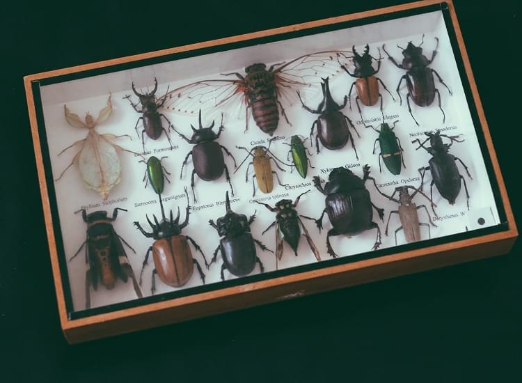 Antibiotics Discovered in the Cockroach