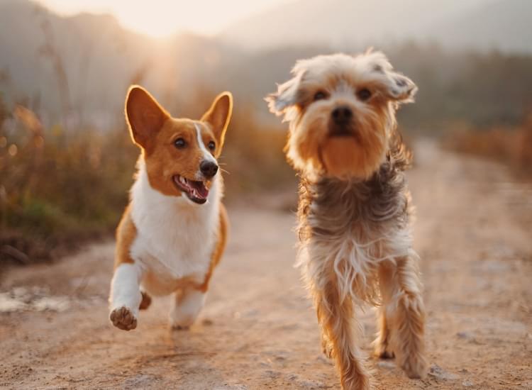 Searching in on the Web Pet Stores